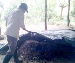 Bokashi compost is cultivated under a tarpaulin for 18 days