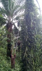 Cutting African palm requires careful use of a very long-handled knife that I could hardly carry