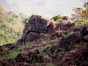The cross marks the site of Moisés Sánchez's death on the coop land